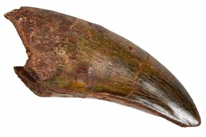 Serrated, Carcharodontosaurus Tooth - Very Robust Tooth #322068